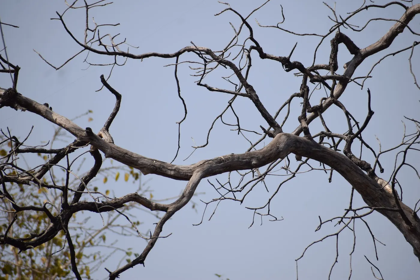Ramification d'un arbre, image de la structure hiérarchique d'un cocon sémantique